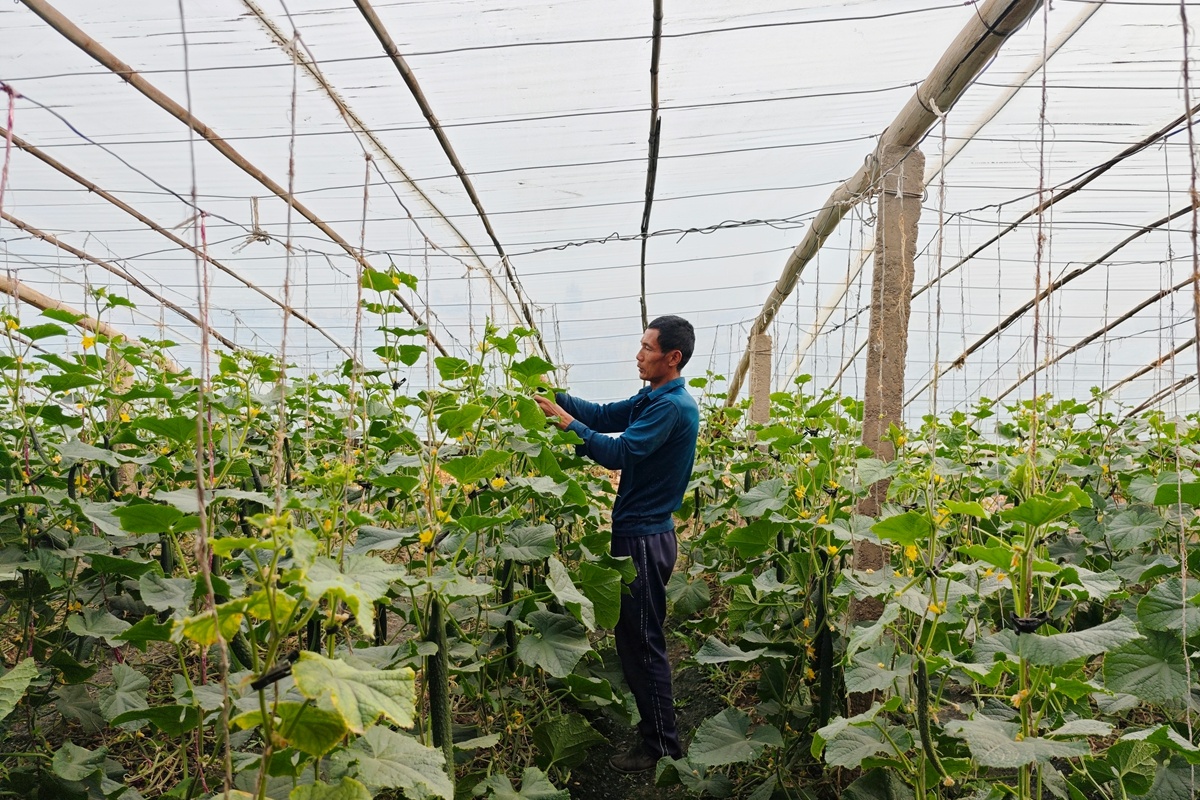 尉犁：拱棚种植绘就田园增收图景